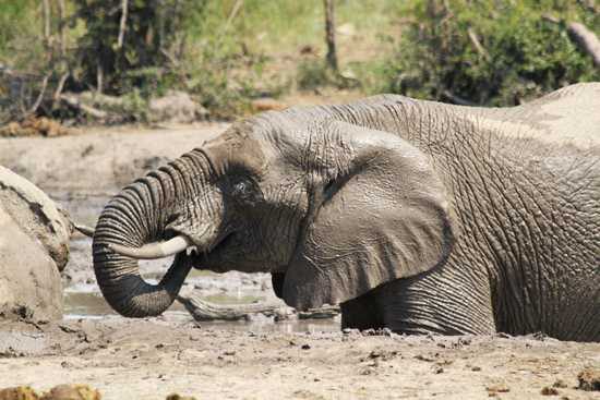 An elephant enjoying a mud bath