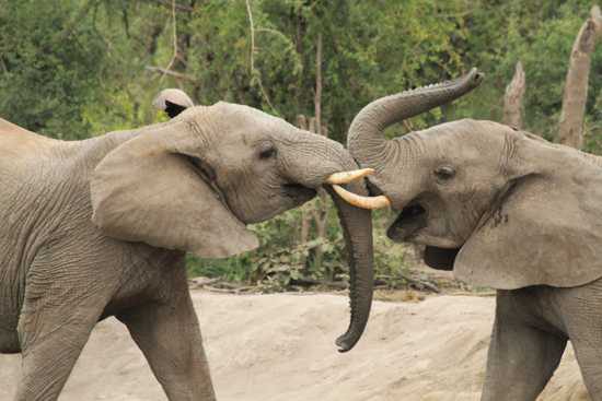 Play time for elephants