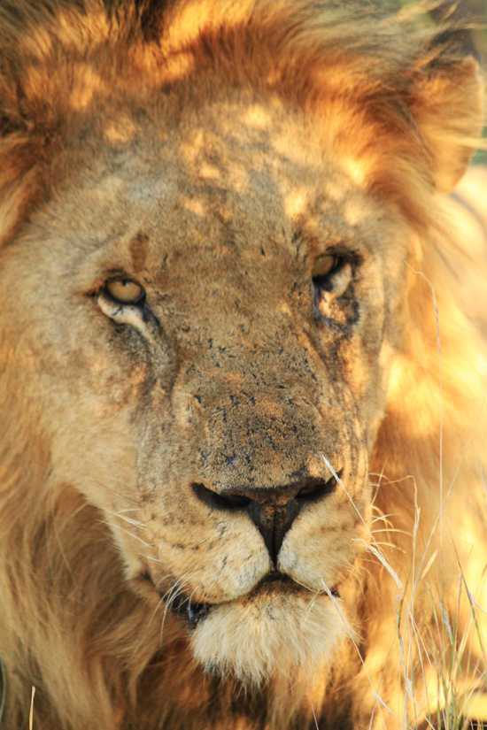 A close-up of a lion's weathered face