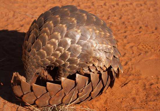 A pangolin curls up