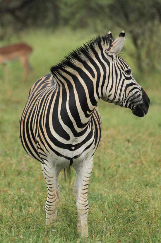 Beauty in stripes