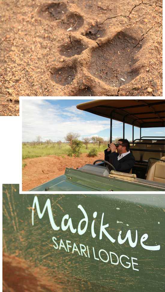 Madikwe Game Drive