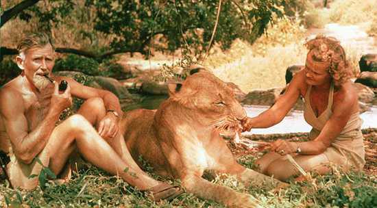 Joy Adamson with her husband George feeding a lion