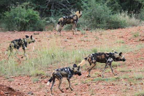 A pack of wild dogs make their way through the bush