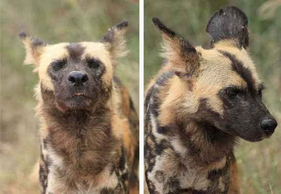 The African Wild Dog, aka Painted Dog