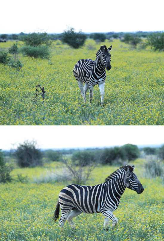 Zebras in the wild of Madikwe