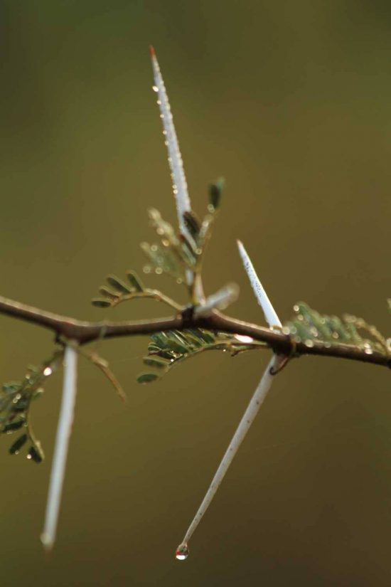 Thorny bush