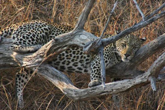 A leopard slinks itself leisurely in a tree