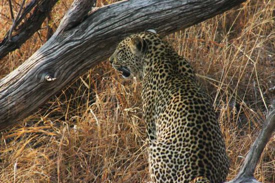 Leopards at Londolozi