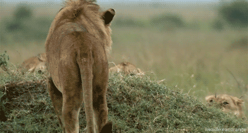 Lions fighting gif