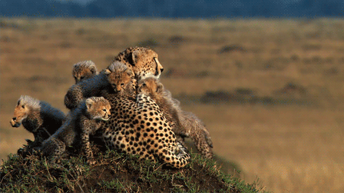 Cheetah and family gif