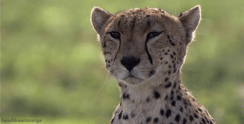 Cheetah face gif