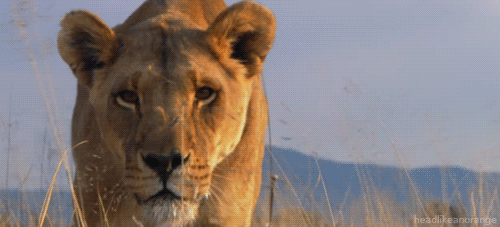 Lion investigates gif