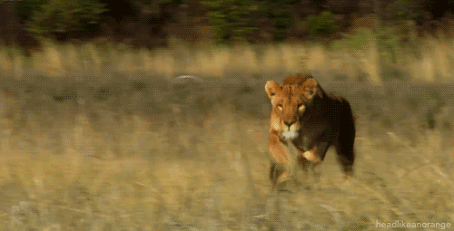 Lion sprint gif