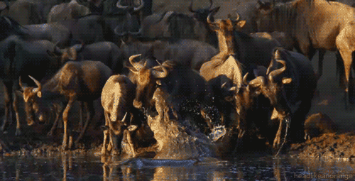 Crocodile strikes at wildebeest gif