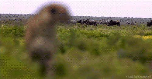 Cheetah focus gif