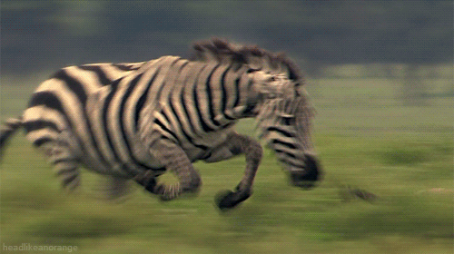 Zebra chasing cheetah gif