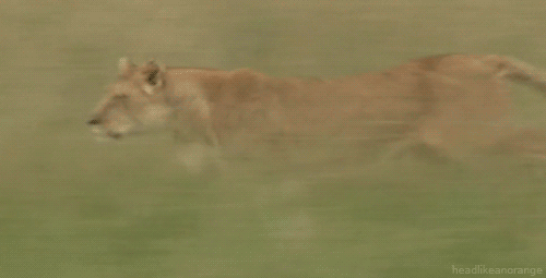 Lion running gif