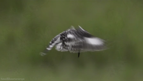 Pied Kingfished Gif