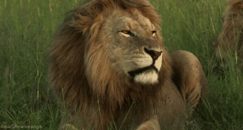 Lion snarls gif