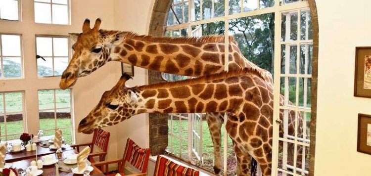 Wilde Begegnungen im Giraffe Manor