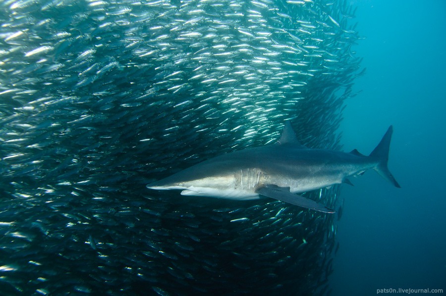 The Sardine Run is spectacular to witness 