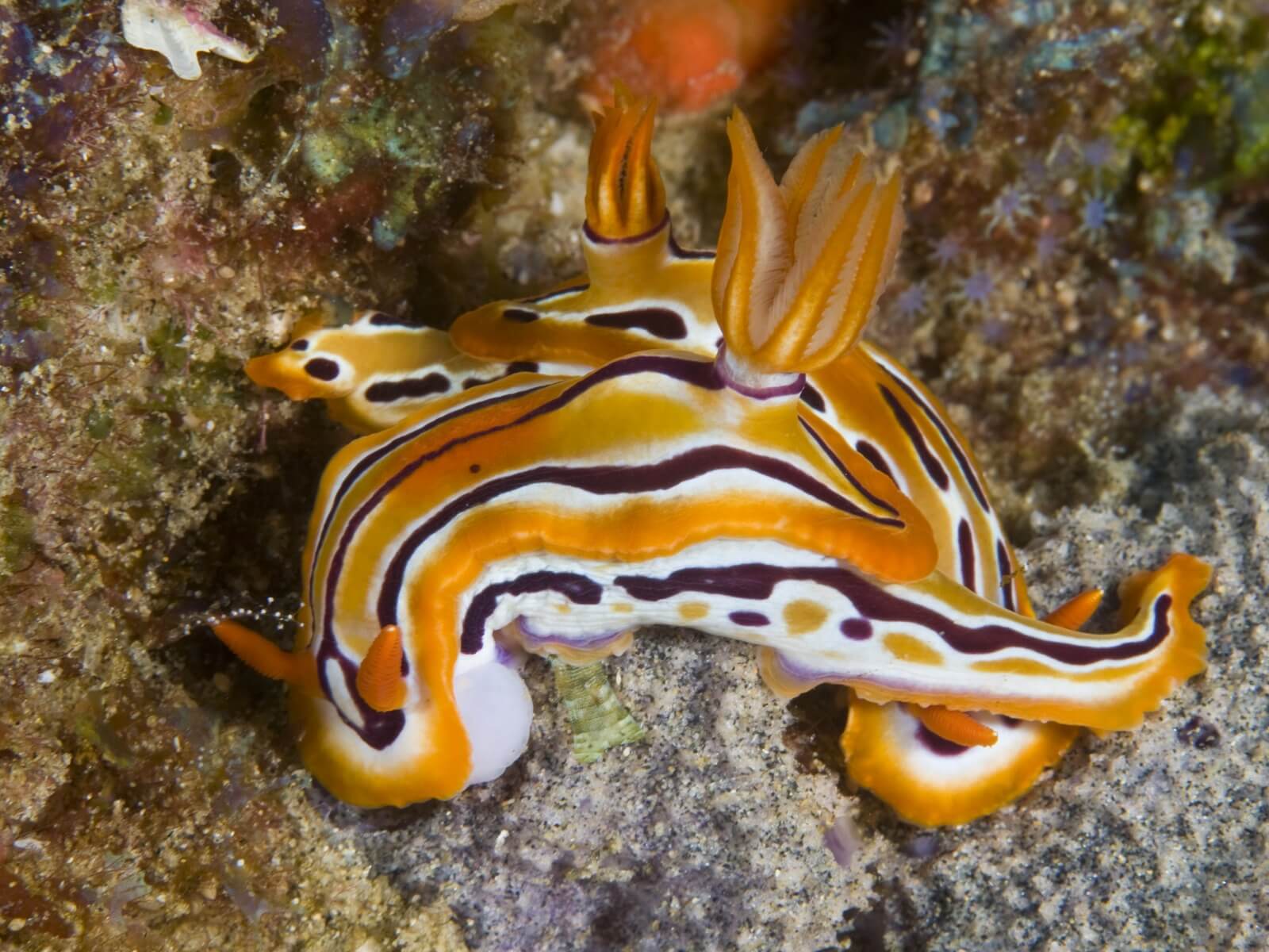 An example of a nudibranch found in KnwZulu Natal's waters