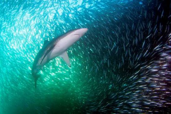 The magic of the Sardine Run