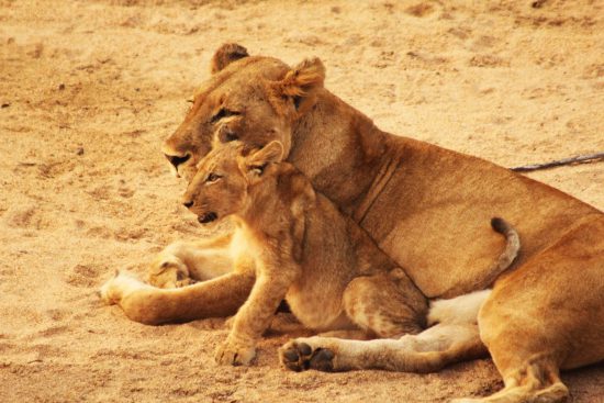 lion mother and cub