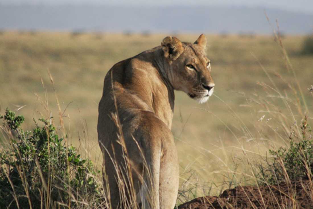 Eine jagende Löwin im Masai Mara in Kenya