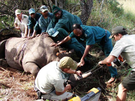 Tierschützer vom Wildlife ACT kümmern sich um ein betäubtes Spitzmaulnashorn 