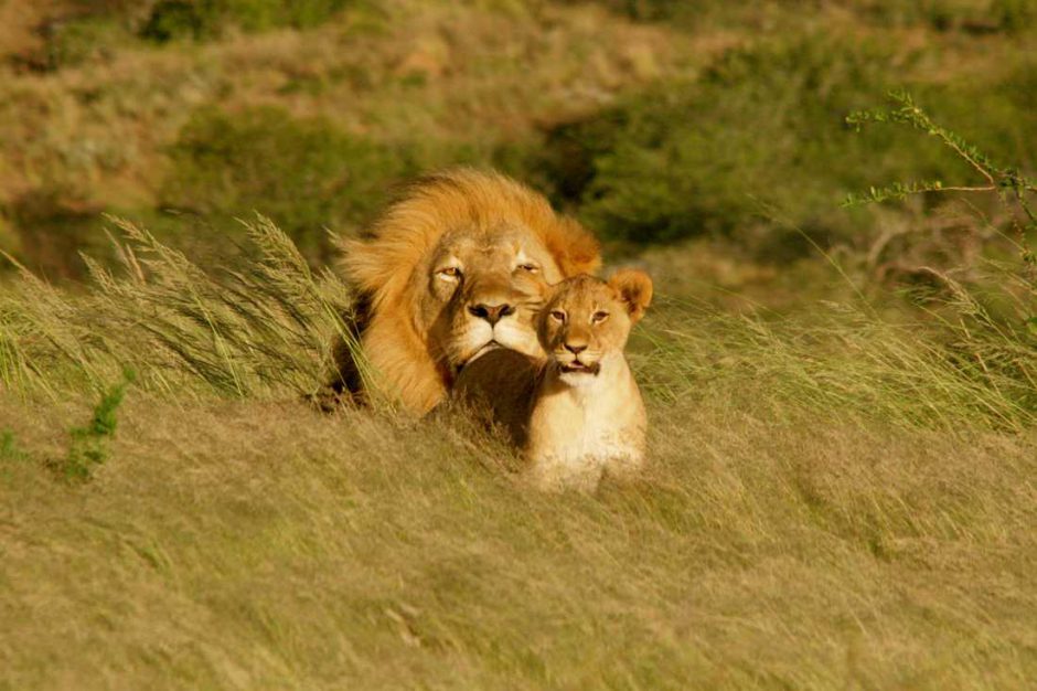 The great migration in Tanzania features many of Africa's range of apex predators. 