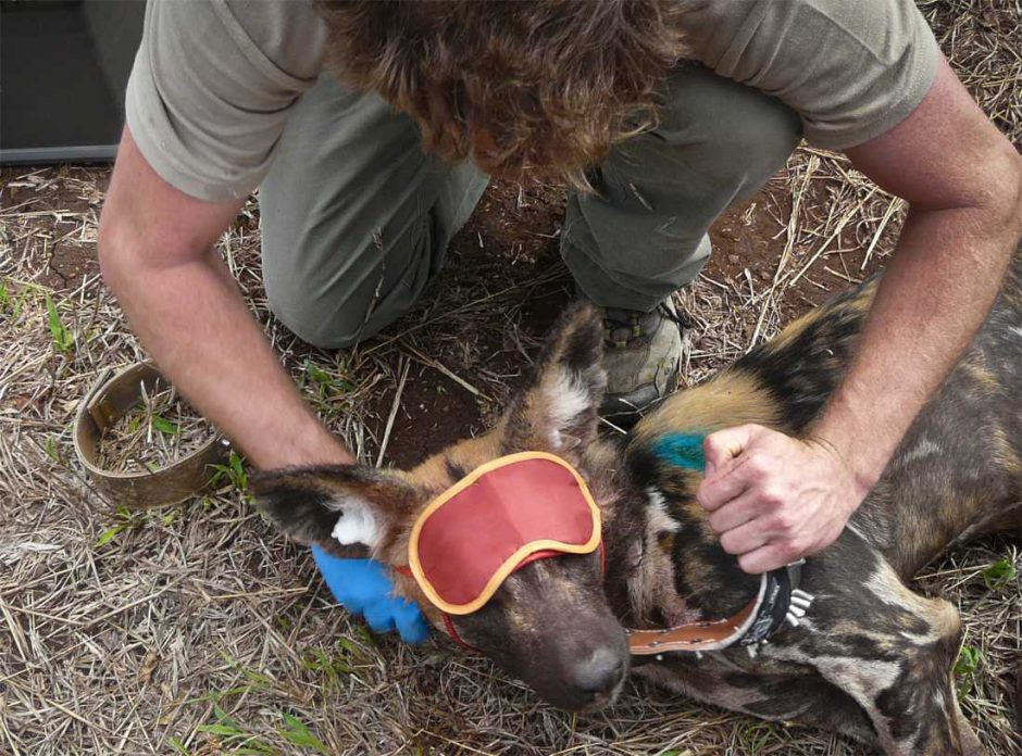 Wildlife ACT Fund working to save the endangered wild dog species