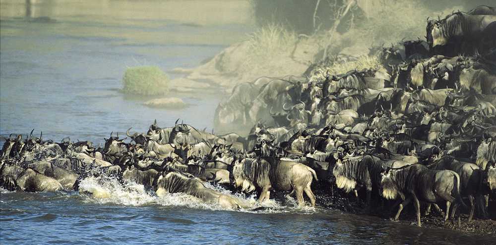 Die Große Migration in der Serengeti und Kenia