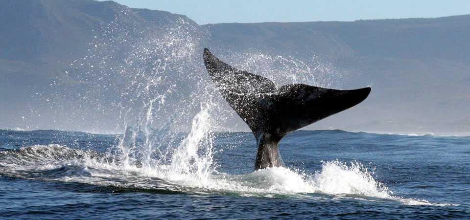 Whale watching in Hermanus, South Africa