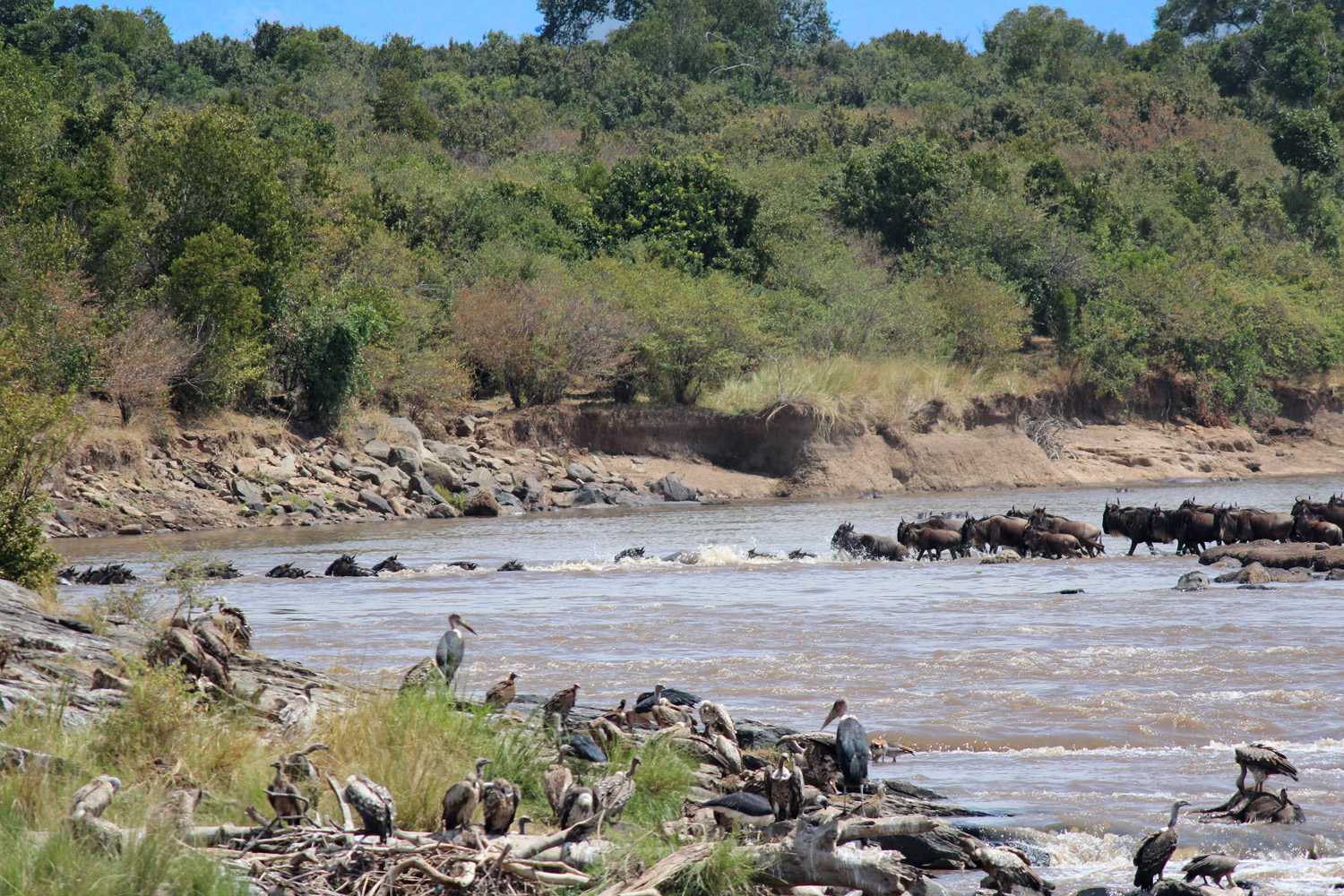 Flussdurchquerung im Masai Mara