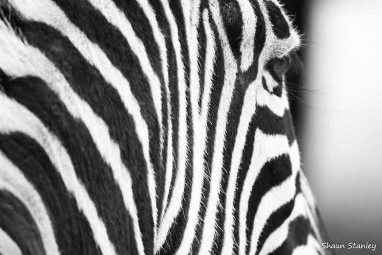 Close up of a zebra's stripes