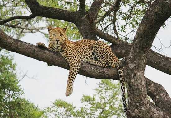 Glenn's first leopard in a tree