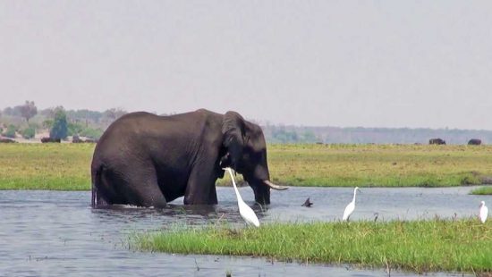 Elefante sumergiéndose en las aguas