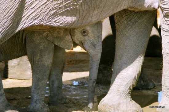 Baby Elephant near Zambezi River