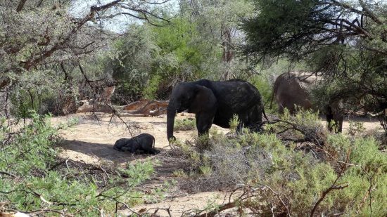 Desert Elephants - "This 5 month old baby just laid down, decided it needed a nap and fell asleep beside its mother."