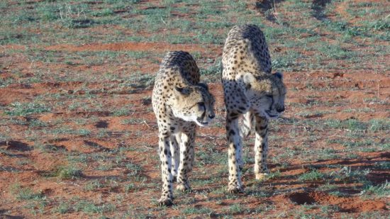 Cheetahs