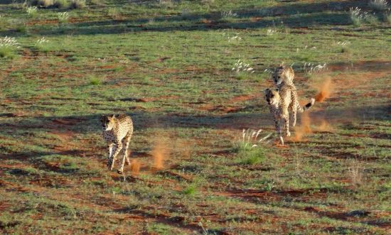 Who Is Going To Win The Race? | "We drove into the cheetah compound which has three 10 year old male cheetahs. There is a program in Namibia (Namibia Cheetah Conservation Fund) to save the cheetahs and since these 3 were orphaned they were sent here when they were 3 months old. First there are 2 vehicles that drove into the locked area together and we just sat and watched these beautiful wild animals as they sat, laid down and generally just posed for their pictures to be taken. Then each of the vehicles split up and drove quickly to the far end of the enclosure causing the cheetahs to run after us. They can reach 80mph but only for short distances of 500-600 metres then they need to rest. We waited until they caught up with us letting them rest for a few minutes before we drove back to where we started."