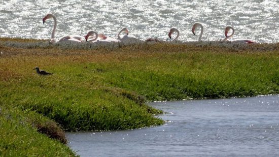 On to Luderitz... | "Luderitz is a harbour town lying on one of the least hospitable coasts in Africa. This town is also the focal point of the Diamond Coast. The wind is strong, blowing across the bay as it whips the water into large waves. Even the flamingo’s have a difficult time keeping their balance as they search for food."