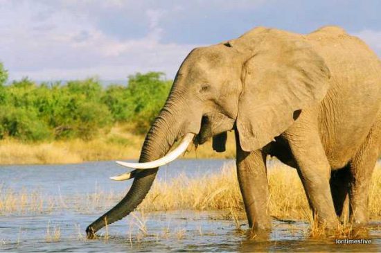 "Lovely big Ellie on the shores of Lake Kariba." 