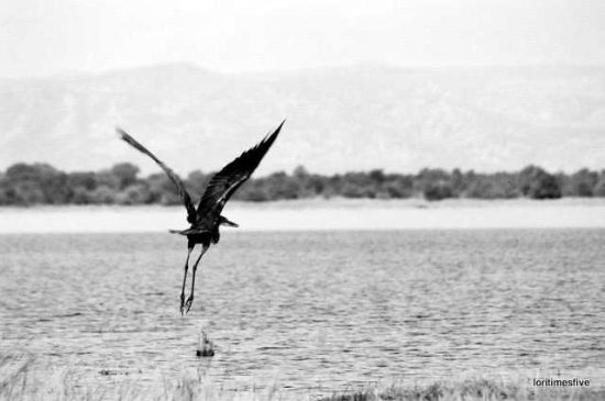 "A beautiful Goliath Heron fishing, then flying away."