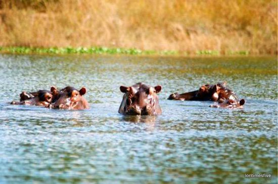 "Hippo welcoming committee on the Zambezi River."