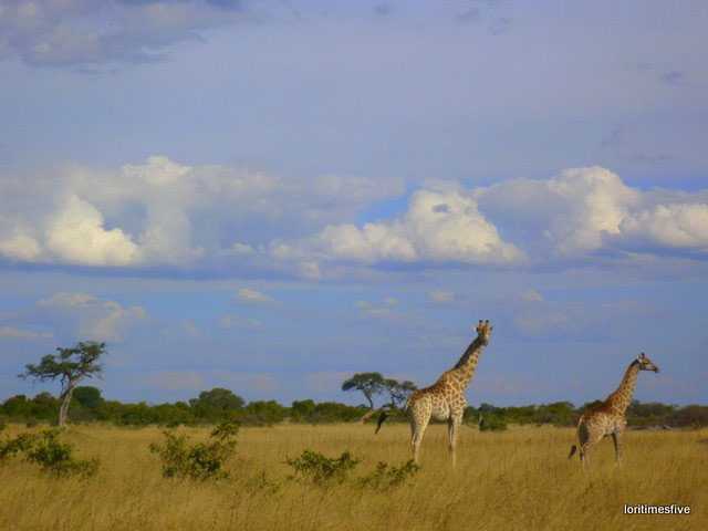 "Hwange Giraffe nodding hello."