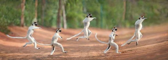 Prancing Lemur