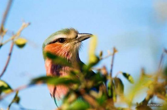 "This little lilac-breasted Roller was spotted on our first game drive. Our guide had stopped to see a herd of lovely Impala, but my view was blocked by a bush. My husband said, "Look honey." I whispered, "Okay, but the bush is kind of in the way." He nudged me softly and said "Not there,” pointing out on the veld, “there," he said, pointing to the bush. Right in front of my face, in the bush was this little beauty here. And I remembered right then that if you can't see the forest for the trees, then look in the trees...thank you little Roller for helping me to see...”